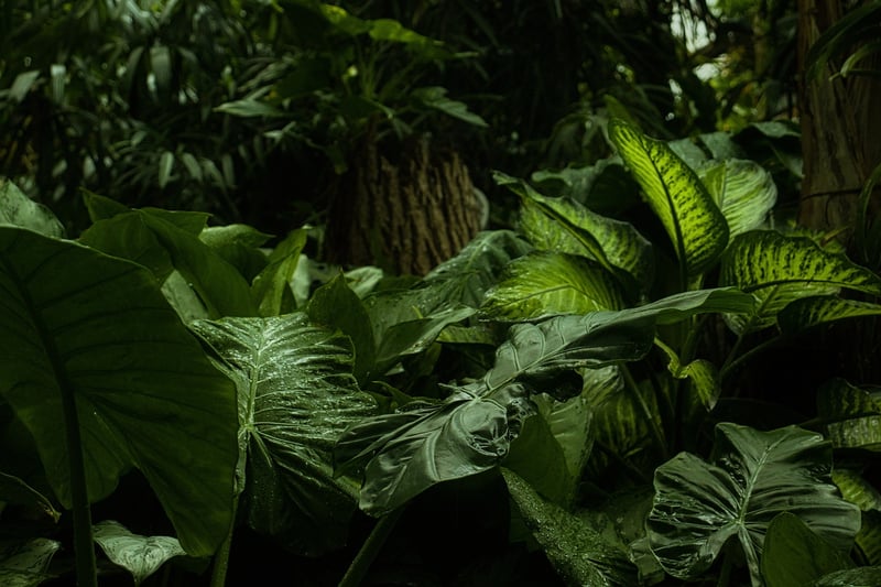 Jungle Hiking